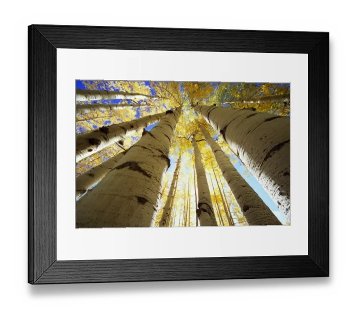 Framed Print : Aspen (Populus sp. ) grove, autumn, low angle view Framed Print : Aspen (Populus sp. ) grove, autumn, low angle view