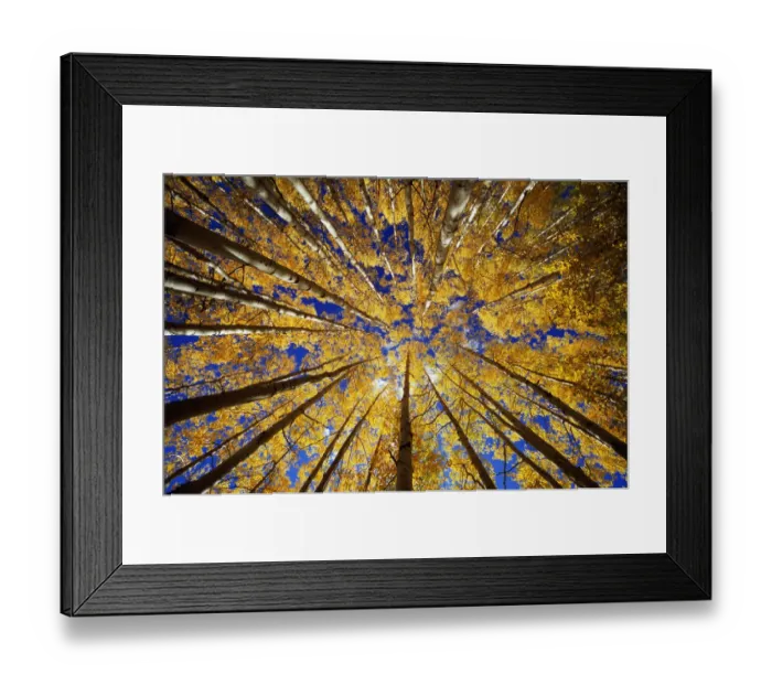 Framed Print : Aspen (Populus sp. ) grove, autumn, low angle view Framed Print : Aspen (Populus sp. ) grove, autumn, low angle view