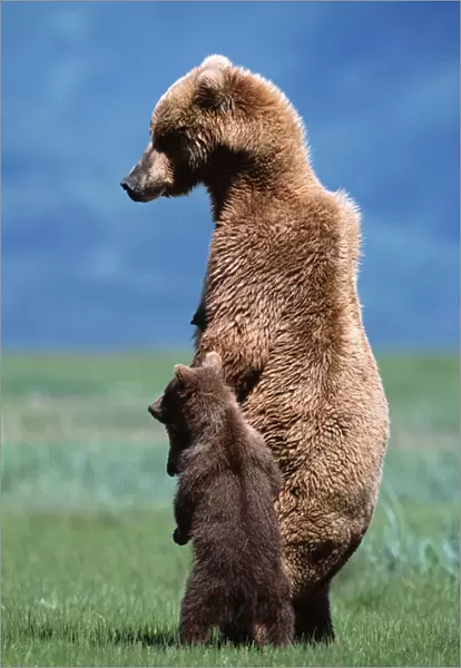 Brown grizzly bear (Ursus arctos) standing with young cub