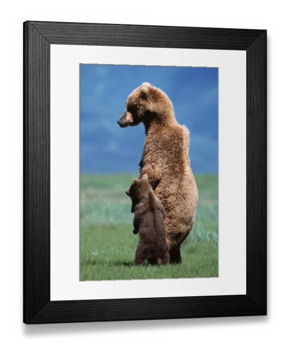 Framed Print : Brown grizzly bear (Ursus arctos) standing with young cub Framed Print : Brown grizzly bear (Ursus arctos) standing with young cub