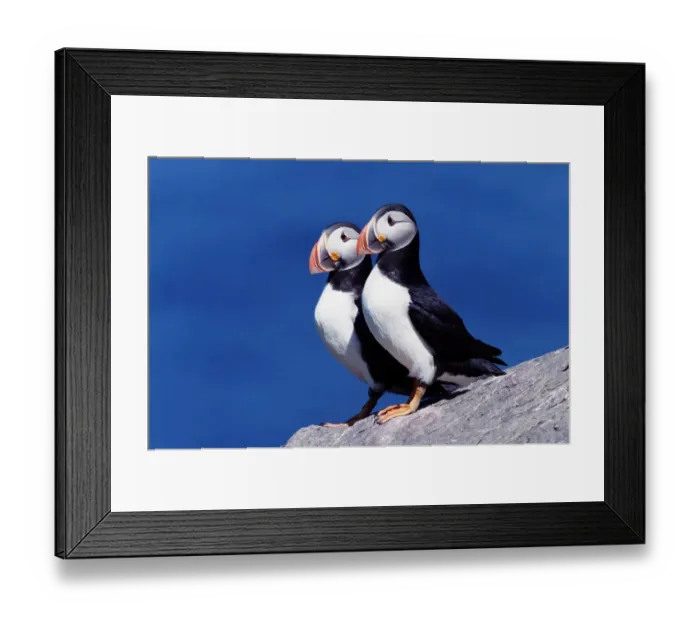 Framed Print : Two atlantic puffins (Fratercula arctica) on cliff Framed Print : Two atlantic puffins (Fratercula arctica) on cliff