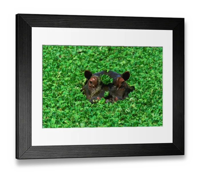 Framed Print : Hippopotamus (Hippopotamus amphibius) submerged in water Framed Print : Hippopotamus (Hippopotamus amphibius) submerged in water