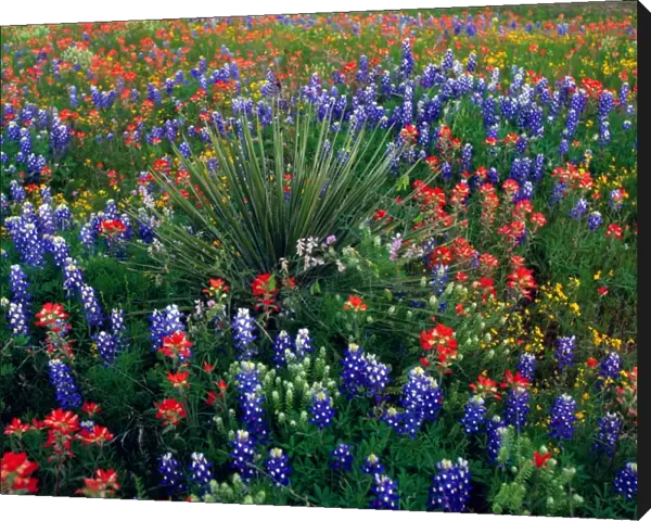 Texas, USA. Yucca plant in spring meadow with Texas bluebonnets and indian paintbrush