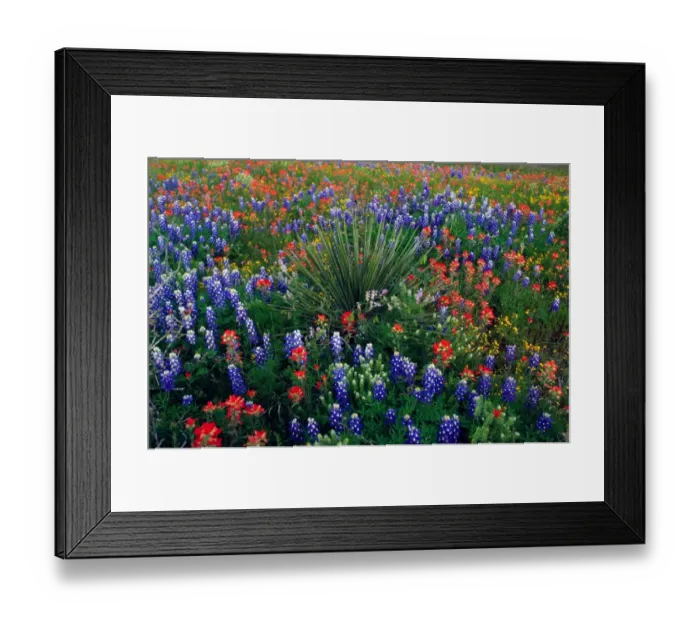 Framed Print : Texas, USA. Yucca plant in spring meadow with Texas bluebonnets and indian paintbrush Framed Print : Texas, USA. Yucca plant in spring meadow with Texas bluebonnets and indian paintbrush