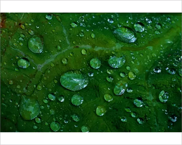 Douglas Island, Alaska, USA. Pattern of raindrops on large leaf, summer