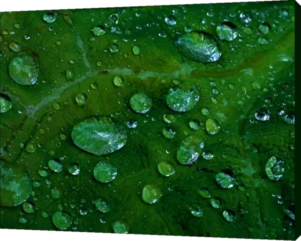 Douglas Island, Alaska, USA. Pattern of raindrops on large leaf, summer
