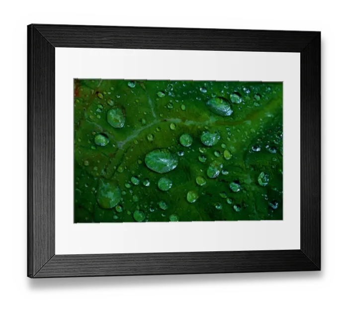Framed Print : Douglas Island, Alaska, USA. Pattern of raindrops on large leaf, summer Framed Print : Douglas Island, Alaska, USA. Pattern of raindrops on large leaf, summer