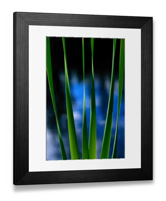 Framed Print : summer. Jasper National Park. Yellow flag fronds Framed Print : summer. Jasper National Park. Yellow flag fronds