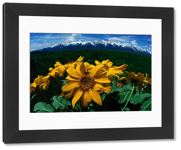Grand Teton National Park, USA. Wild sunflowers in spring amidst sagebrush. Wyoming