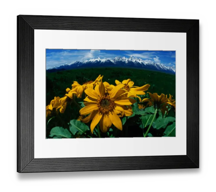 Framed Print : Grand Teton National Park, USA. Wild sunflowers in spring amidst sagebrush. Wyoming Framed Print : Grand Teton National Park, USA. Wild sunflowers in spring amidst sagebrush. Wyoming