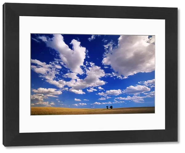 USA, Wyoming, cumulus clouds over 2 cottonwood trees on prairie