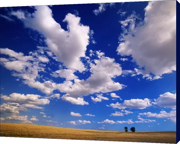 USA, Wyoming, cumulus clouds over 2 cottonwood trees on prairie