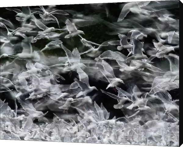 Glaucous-winged gulls, Larus glaucescens, diving for fish scraps in sea, near Cardova