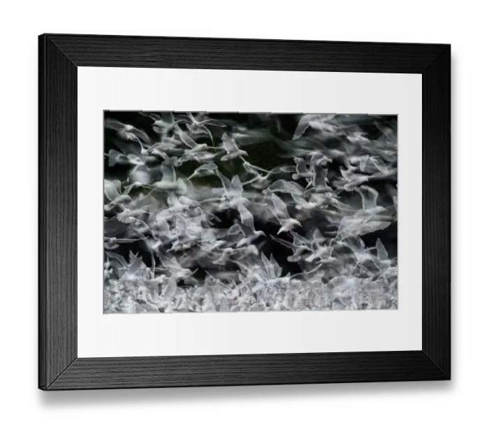 Framed Print : Glaucous-winged gulls, Larus glaucescens, diving for fish scraps in sea, near Cardova Framed Print : Glaucous-winged gulls, Larus glaucescens, diving for fish scraps in sea, near Cardova
