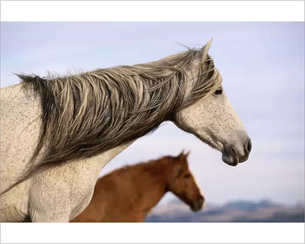 Spanish mustanges, Equus caballu, mare with long mane, stallion, in autumn, northern