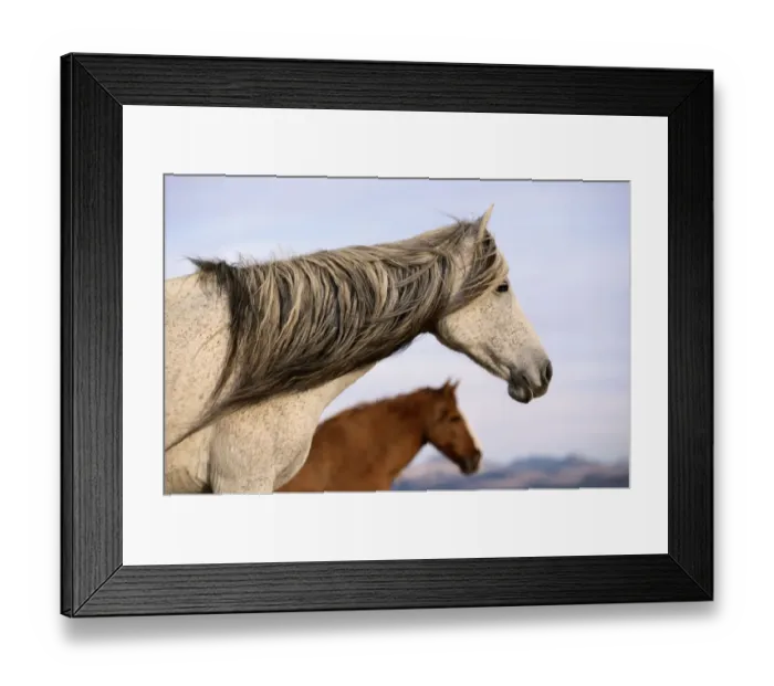 Framed Print : Spanish mustanges, Equus caballu, mare with long mane, stallion, in autumn, northern Framed Print : Spanish mustanges, Equus caballu, mare with long mane, stallion, in autumn, northern