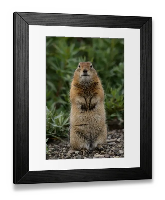 Framed Print : Alaska, Denali National Park, in autumn fur, spermophilus lateralis, Ground squirrel Framed Print : Alaska, Denali National Park, in autumn fur, spermophilus lateralis, Ground squirrel