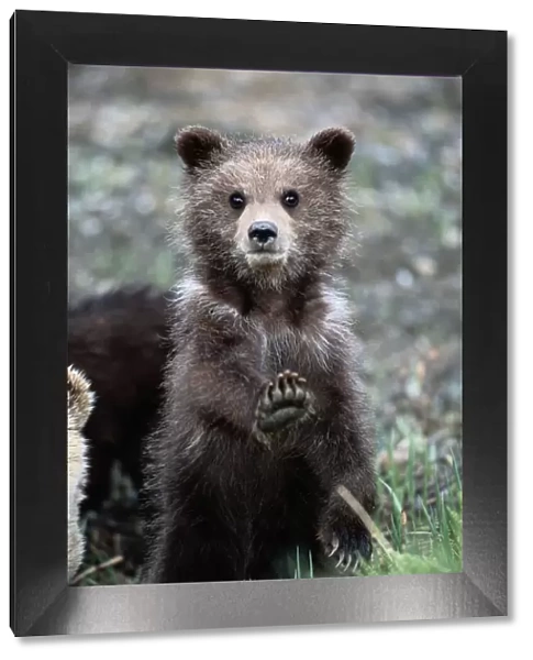 Brown (grizzly) bear, Ursus Arctos, spring, cub on hind legs, stretching front paw