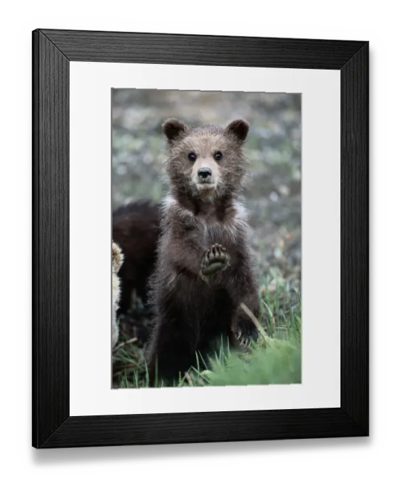 Framed Print : Brown (grizzly) bear, Ursus Arctos, spring, cub on hind legs, stretching front paw Framed Print : Brown (grizzly) bear, Ursus Arctos, spring, cub on hind legs, stretching front paw