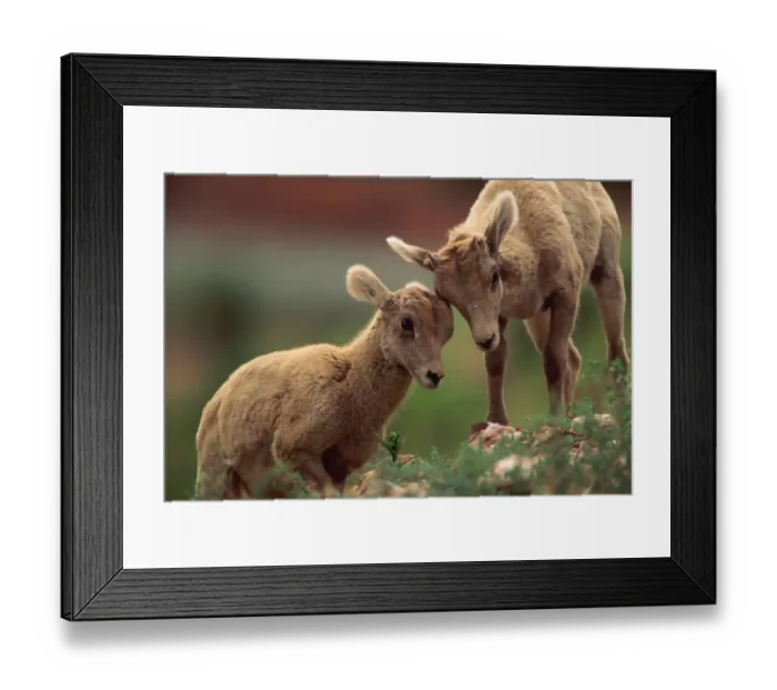 Framed Print : Bighorn sheep lambs (Ovis canadensis), Montana, USA