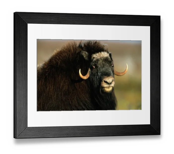 Framed Print : Canada, Norway and Greenland. and distinct odor, hence the name. Bulls stand 1 Framed Print : Canada, Norway and Greenland. and distinct odor, hence the name. Bulls stand 1