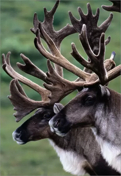 Canada and, found in parts of Alaska, Denali National Park. European name: reindeer
