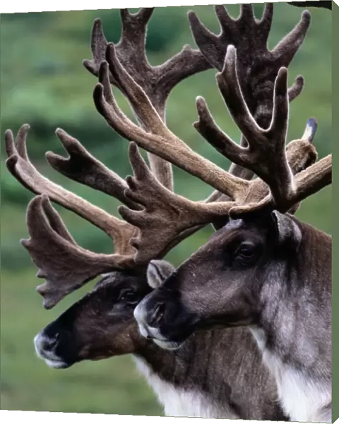 Canada and, found in parts of Alaska, Denali National Park. European name: reindeer