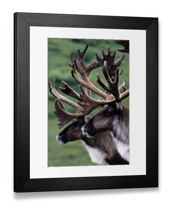 Framed Print : Canada and, found in parts of Alaska, Denali National Park. European name: reindeer