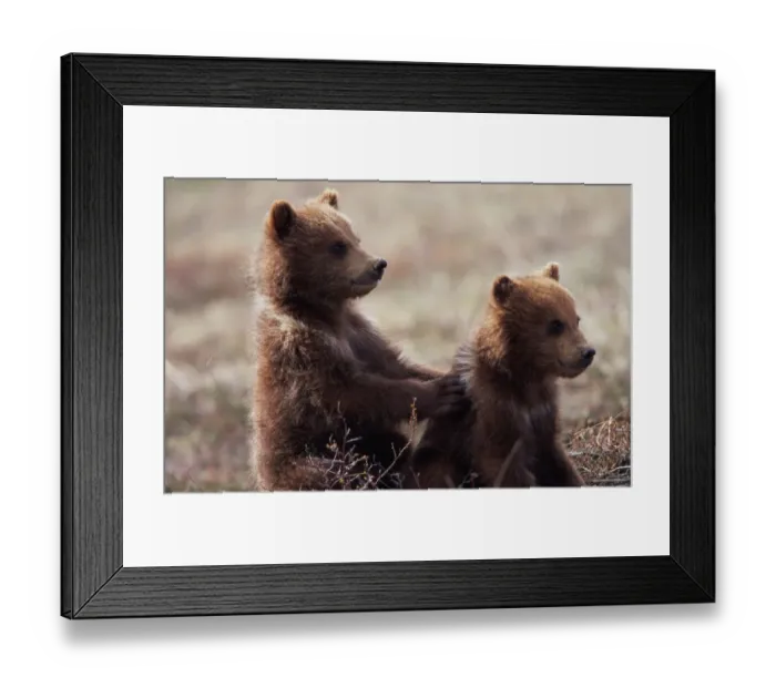 Framed Print : grizzly, (ursus arctos) USA, Alaska, Denali National Park, Spring cubs Framed Print : grizzly, (ursus arctos) USA, Alaska, Denali National Park, Spring cubs