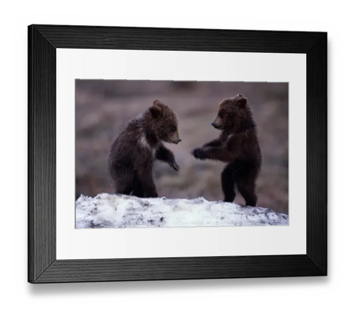 Framed Print : Brown bear (Ursus arctos) cubs play fighting in snow Framed Print : Brown bear (Ursus arctos) cubs play fighting in snow