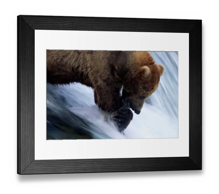 Framed Print : Male brown bear (Ursus arctos) catching salmon Framed Print : Male brown bear (Ursus arctos) catching salmon