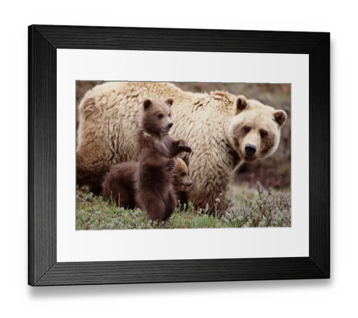 Framed Print : Female brown bear (Ursus arctos) with cubs, close-up Framed Print : Female brown bear (Ursus arctos) with cubs, close-up