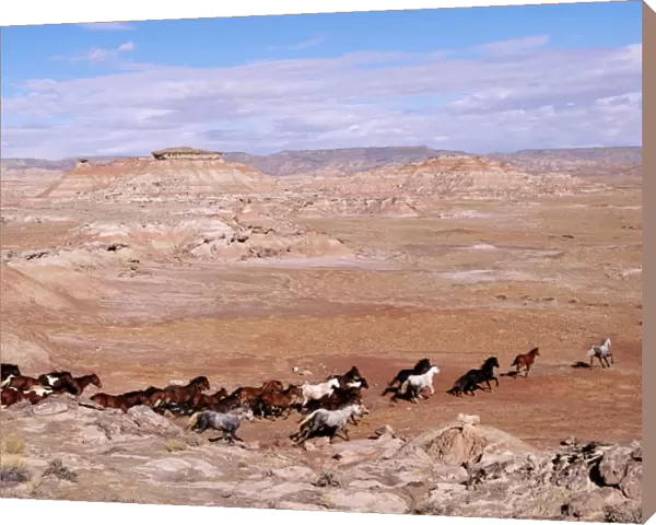 Herd of wild mustangs (Equus caballus), Wyoming, USA