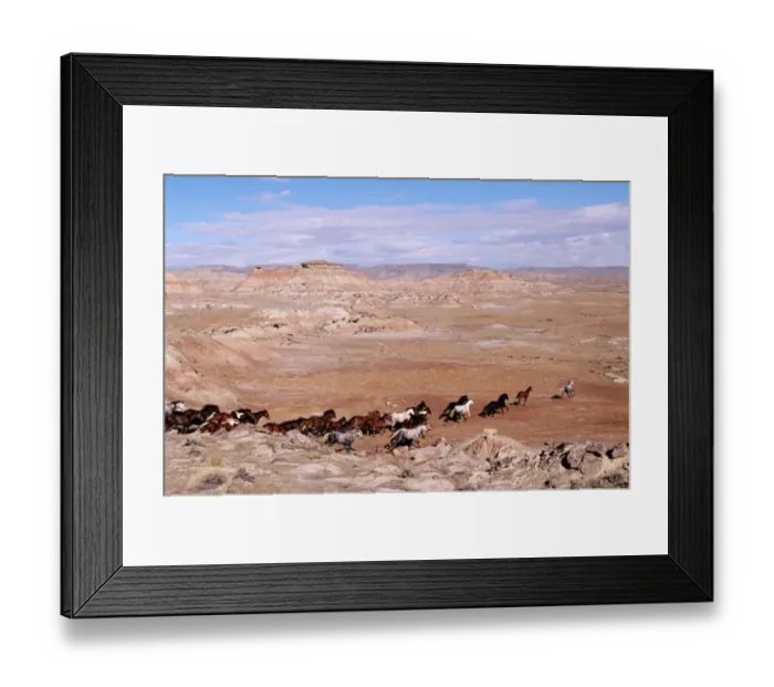 Framed Print : Herd of wild mustangs (Equus caballus), Wyoming, USA Framed Print : Herd of wild mustangs (Equus caballus), Wyoming, USA