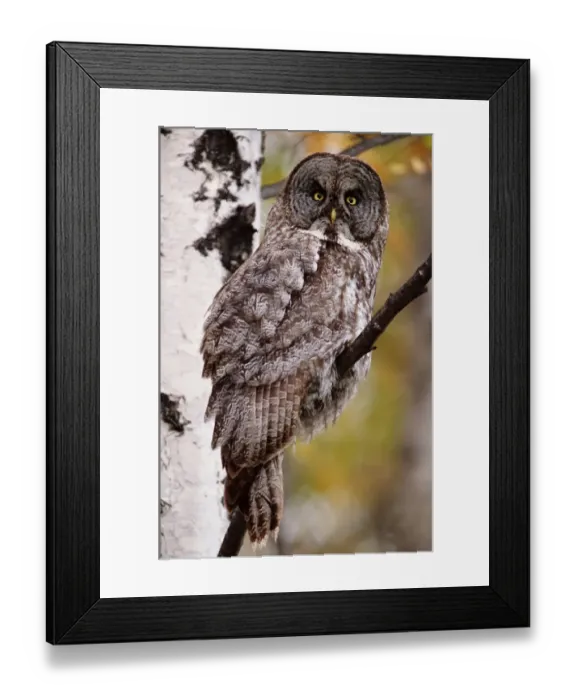 Framed Print : Great grey owl (Strix nebulosa), perching on branch, close up Framed Print : Great grey owl (Strix nebulosa), perching on branch, close up