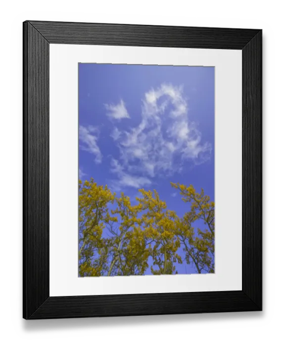 Framed Print : Quacking aspen branches in fall colors, Canada