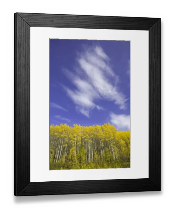 Framed Print : Cumulus clouds above golden aspens Framed Print : Cumulus clouds above golden aspens