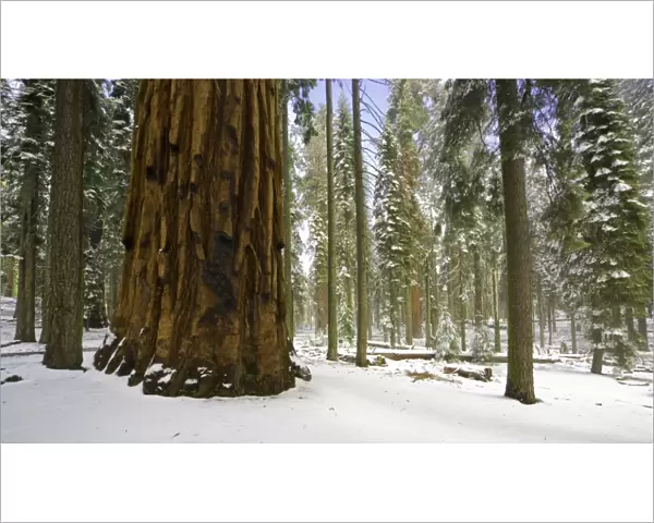 Giant Sequoia tree in snow, Sequoia N. P