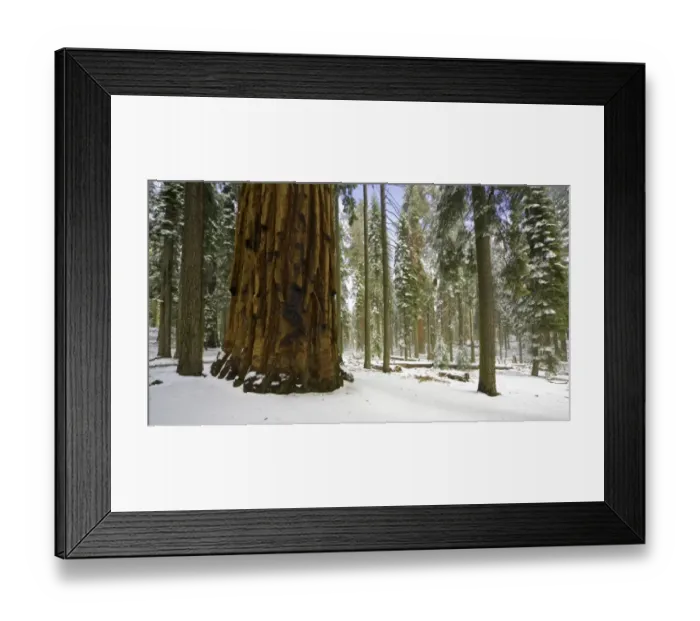 Framed Print : Giant Sequoia tree in snow, Sequoia N. P Framed Print : Giant Sequoia tree in snow, Sequoia N. P