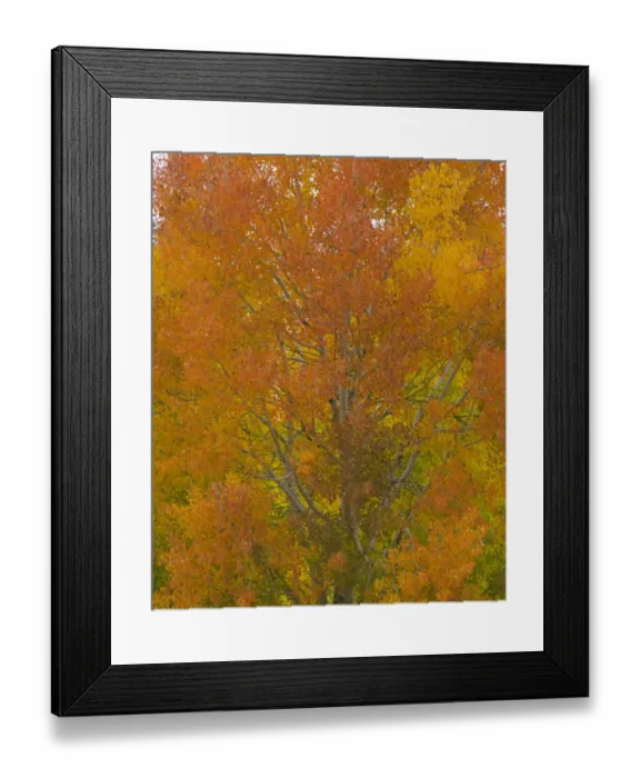 Framed Print : Quacking aspen trees in fall, Wyoming Framed Print : Quacking aspen trees in fall, Wyoming
