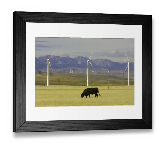 Framed Print : Wind farm turbines and cows, harvested wheat field