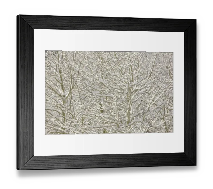 Framed Print : Aspen trees after first snow, CA Framed Print : Aspen trees after first snow, CA