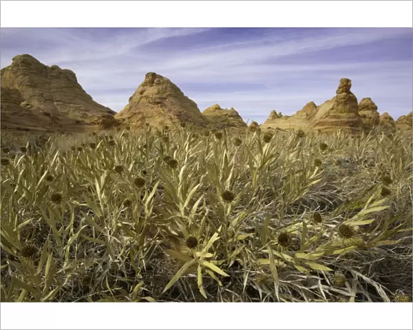 Beautiful thistles and sandstone formations, AZ