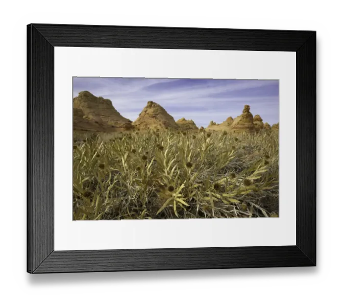 Framed Print : Beautiful thistles and sandstone formations, AZ Framed Print : Beautiful thistles and sandstone formations, AZ