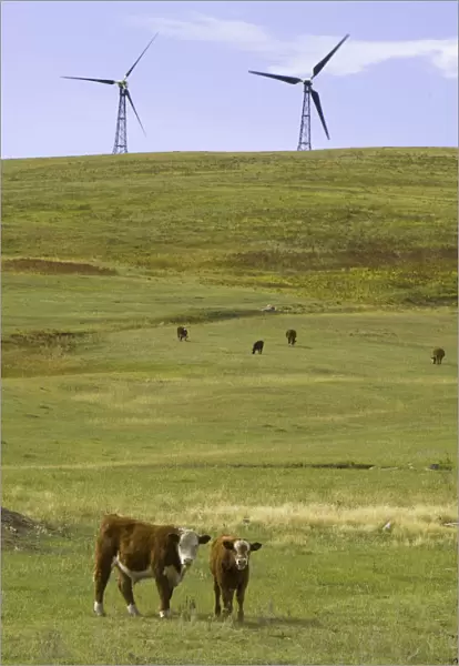 Wind farm turbines, and cows