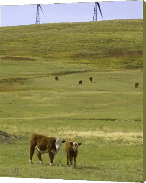 Wind farm turbines, and cows