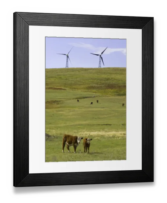 Framed Print : Wind farm turbines, and cows Framed Print : Wind farm turbines, and cows