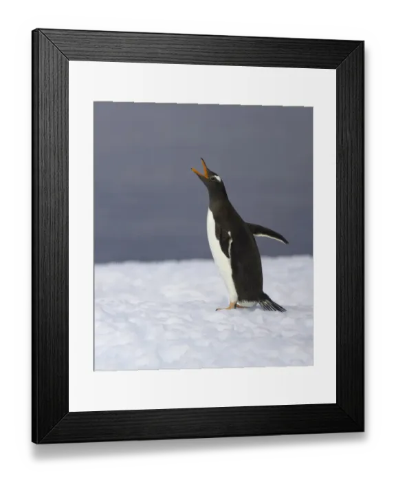 Framed Print : Gentoo penguin vocalizing, Antarctic Peninsula Framed Print : Gentoo penguin vocalizing, Antarctic Peninsula