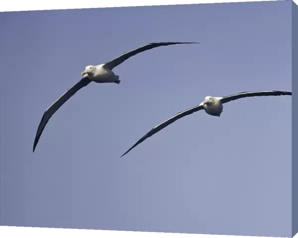 Wandering albatrosses, Drake Passage