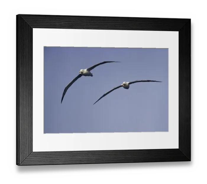 Framed Print : Wandering albatrosses, Drake Passage Framed Print : Wandering albatrosses, Drake Passage